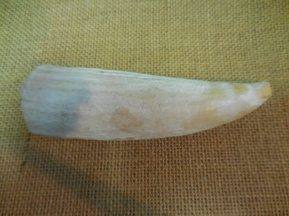 Sperm whale tooth