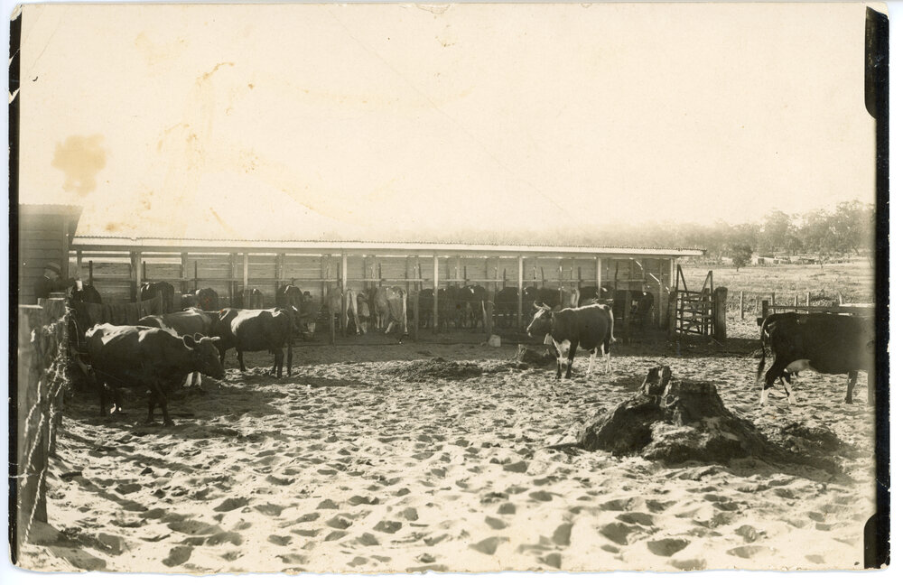 James O'Malley's cow sheds