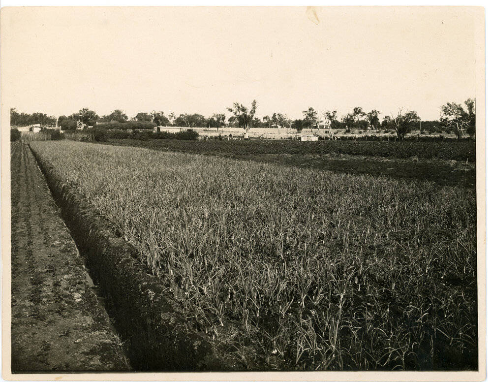 Onion and bean crops located in Osborne Park c1922