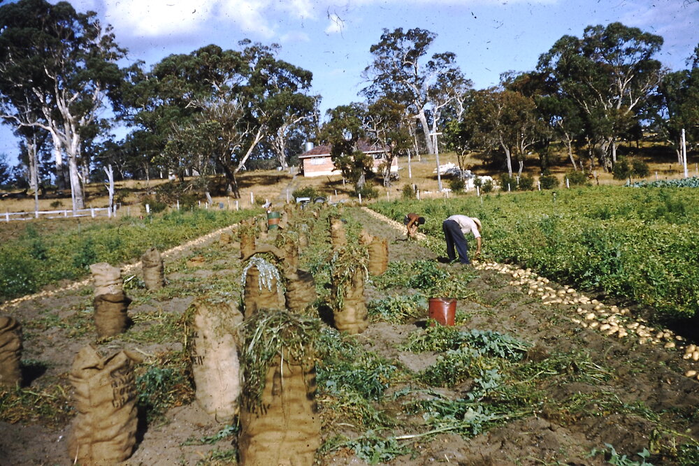 Potato harvest at Bill Gedeke's market garden on Duffy Road in Carine