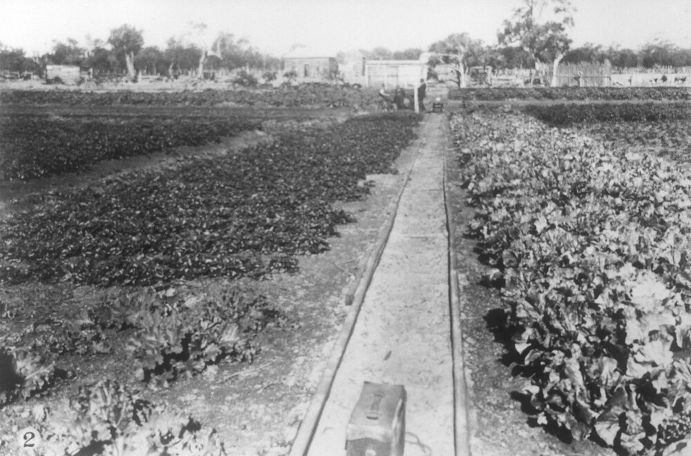 William Edward Robinson's market garden in Osborne Park