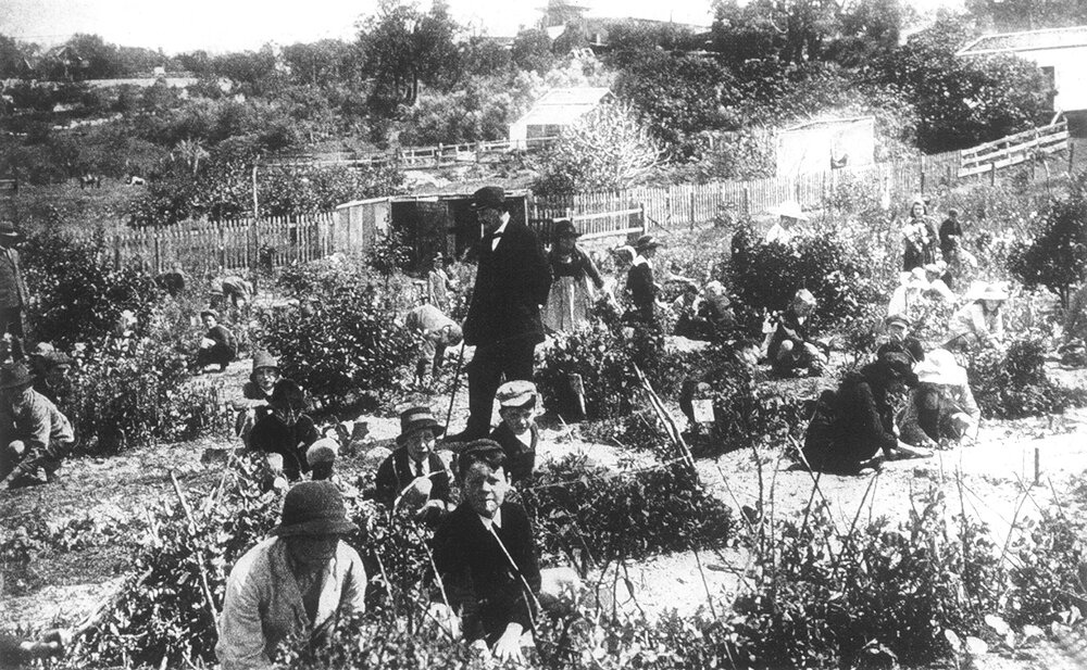 The Maylands State School vegetable garden