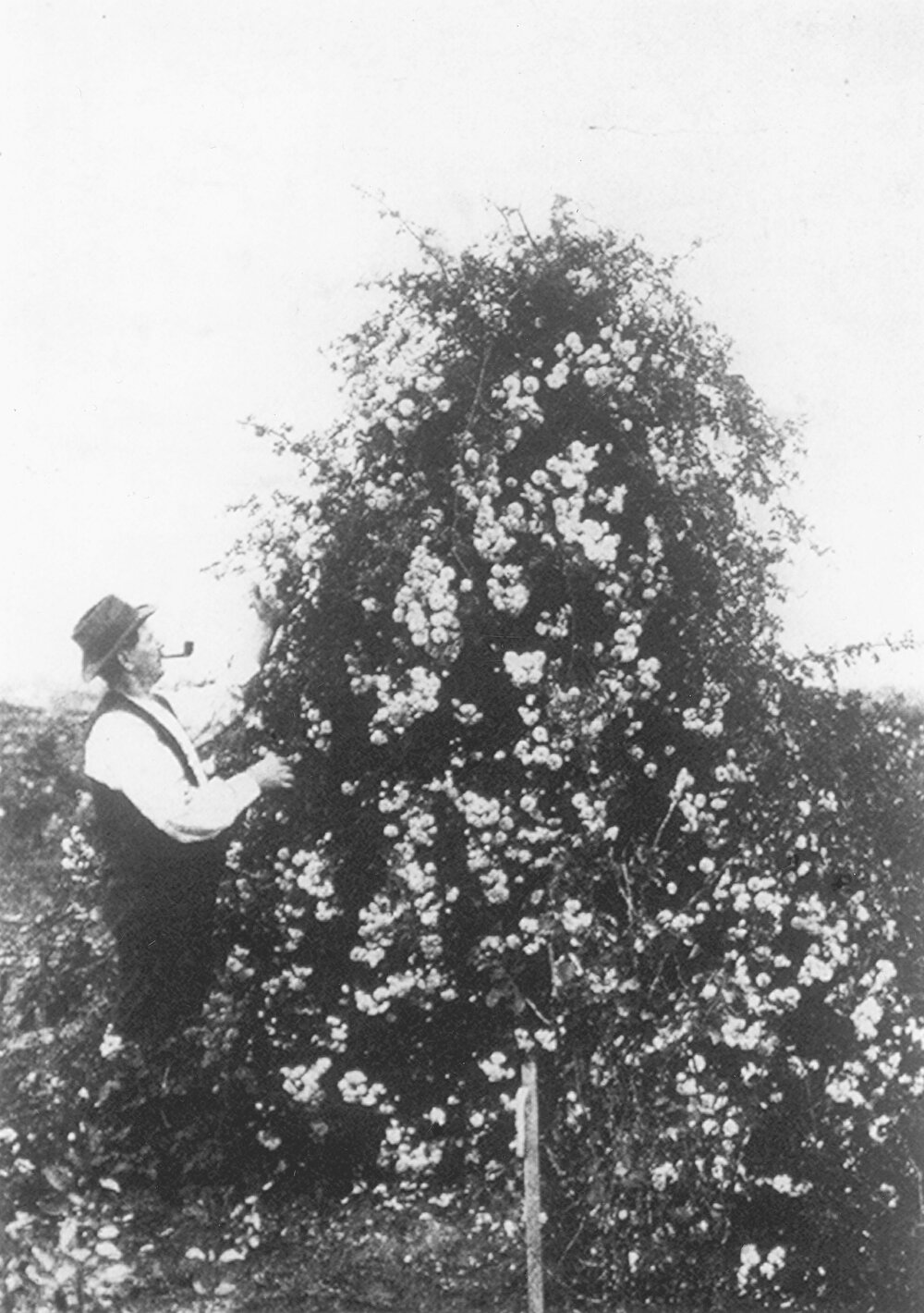 Roselea Nursery in Osborne Park 1914