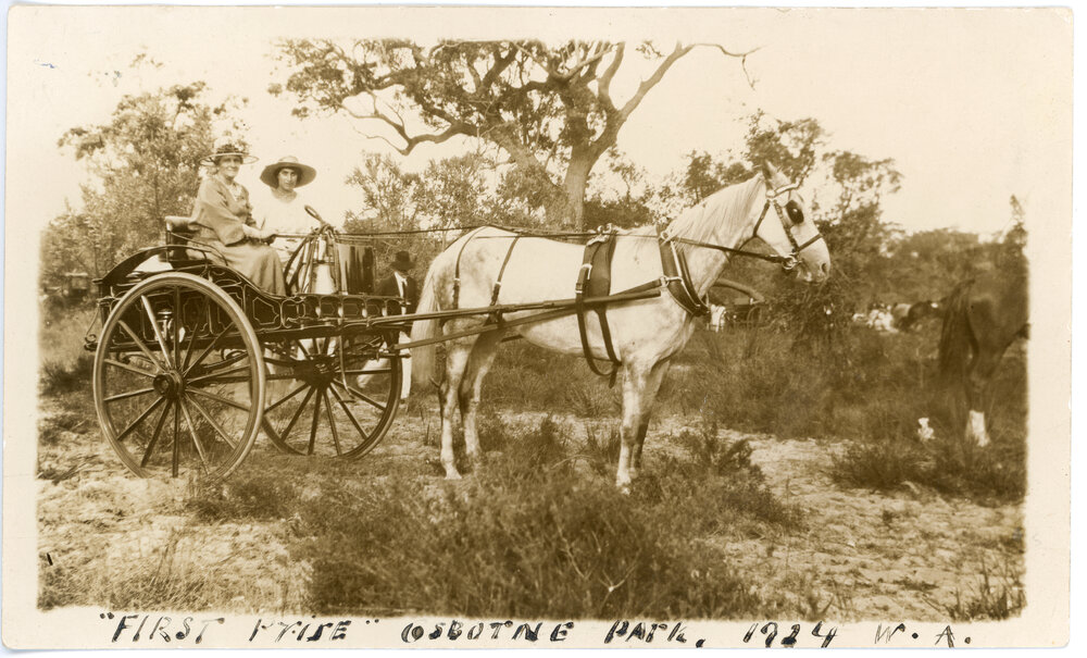 Pony and trap at the Osborne Park show
