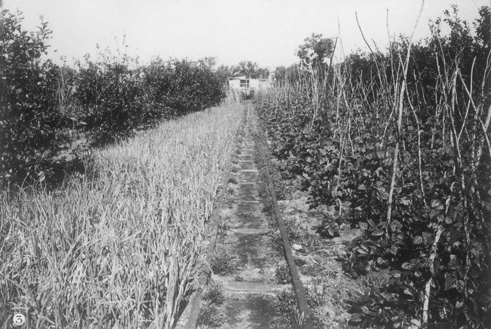 Market garden trolley tracks at William Edward Robinson's market garden