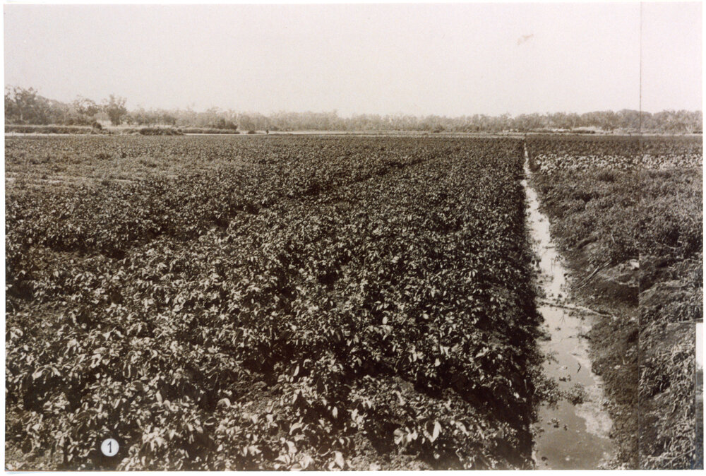 William Edward Robinson's market garden