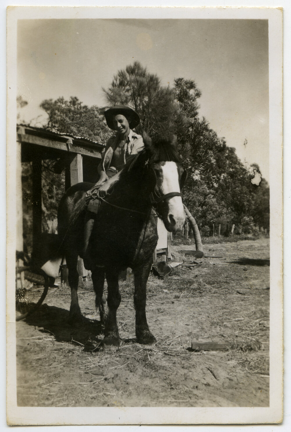 Shire horse in the market garden
