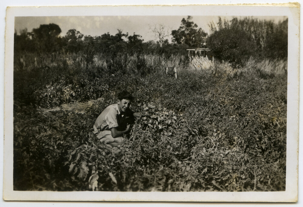 Inspecting the tomato crop