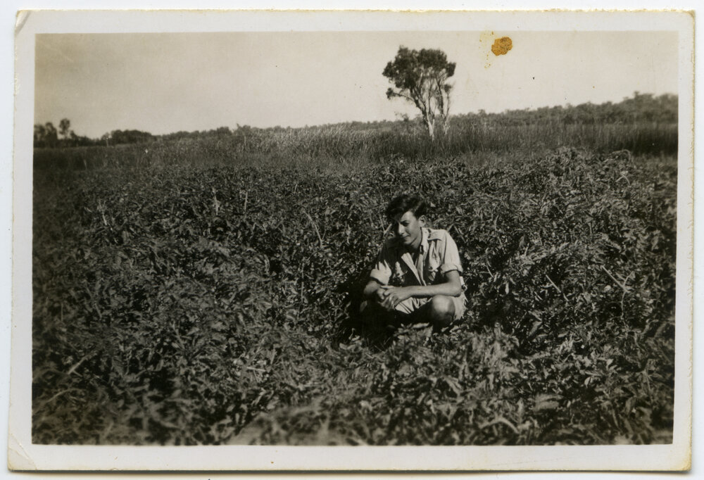 Bumper tomato crop