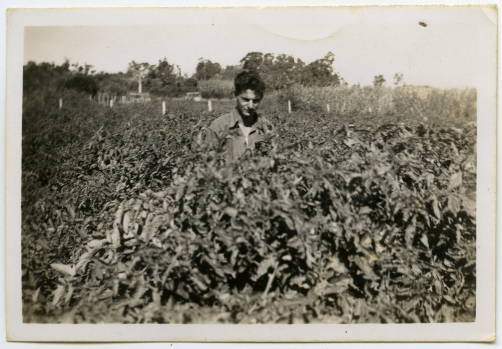 Jim in tomato patch