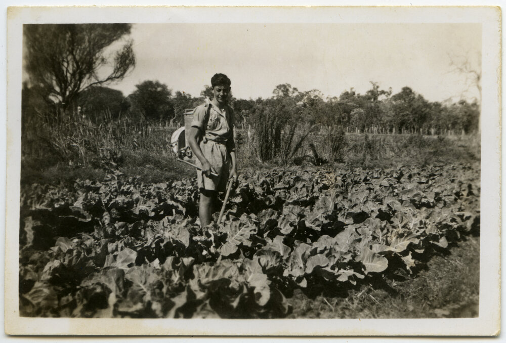 Joe cauliflower dusting