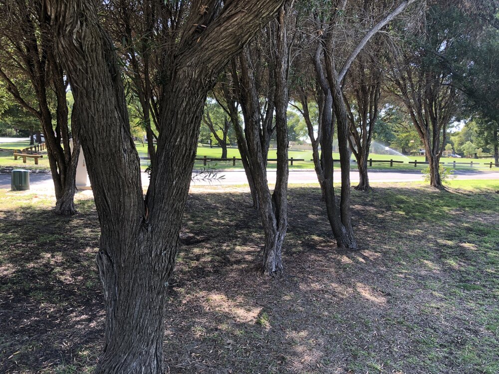 Trees at entrance to Alexander Park