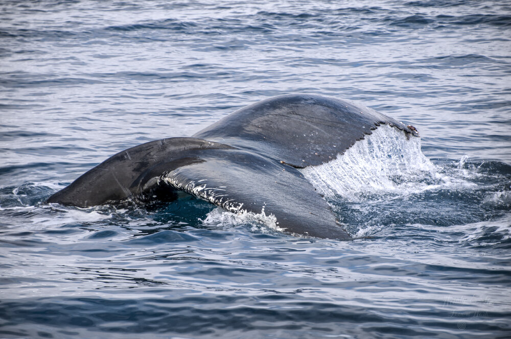 Whale tail