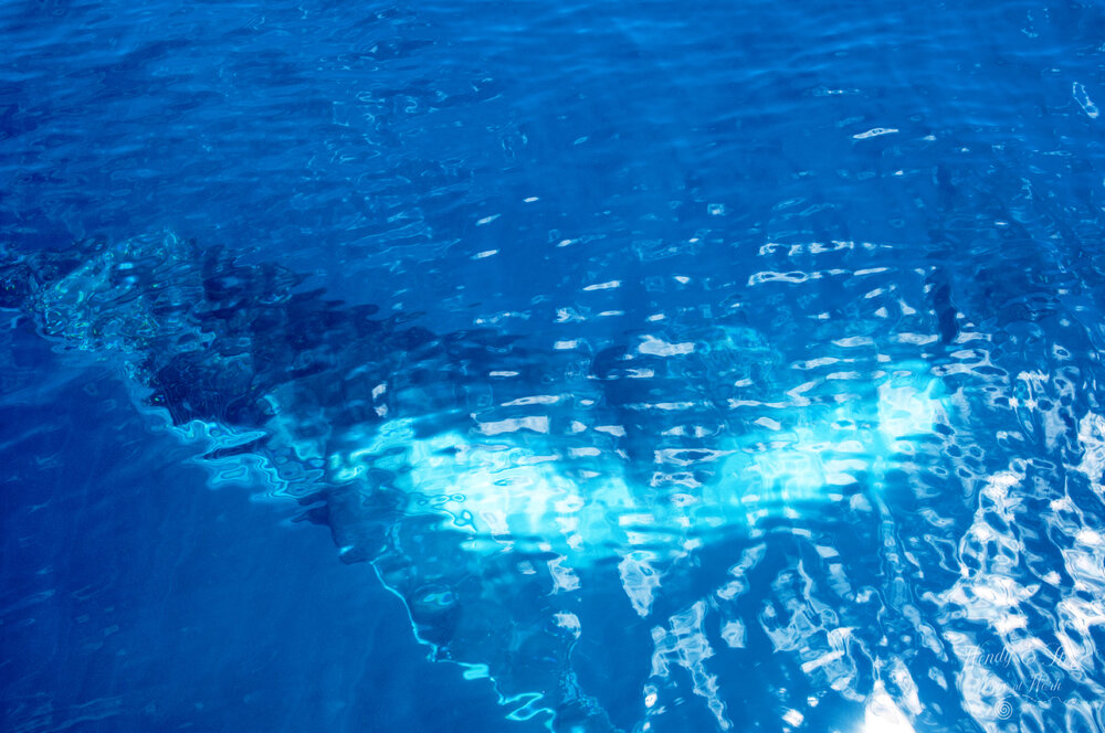 Underwater whale
