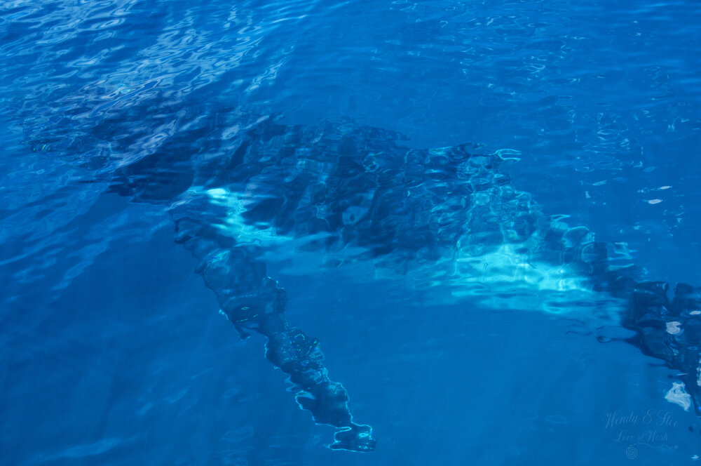 Whale surfacing to breathe