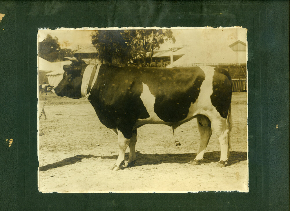 Dairy Prince