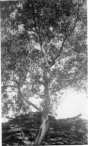 Roy Schultz about to prune a tree at Balcatta