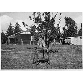 Bond family dog with oak tree