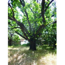 Bond Cottage oak tree