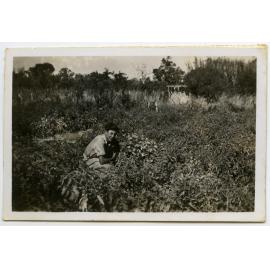 Inspecting the tomato crop