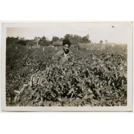 Jim in tomato patch