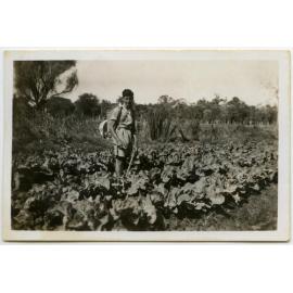 Joe cauliflower dusting