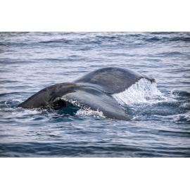 Whale tail