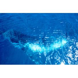 Underwater whale