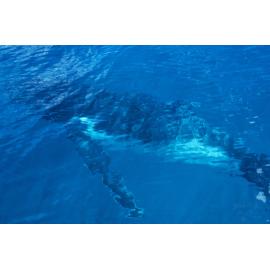 Whale surfacing to breathe