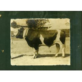 Dairy Prince