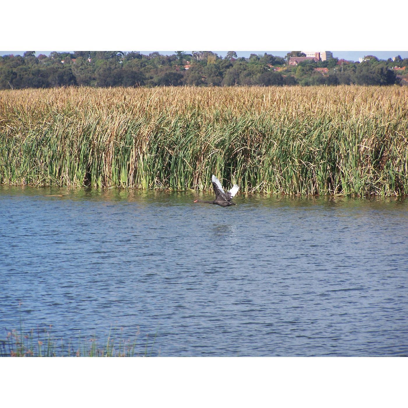 Herdsman Lake