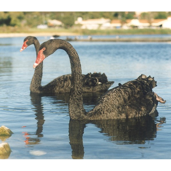 Jackadder Lake Reserve