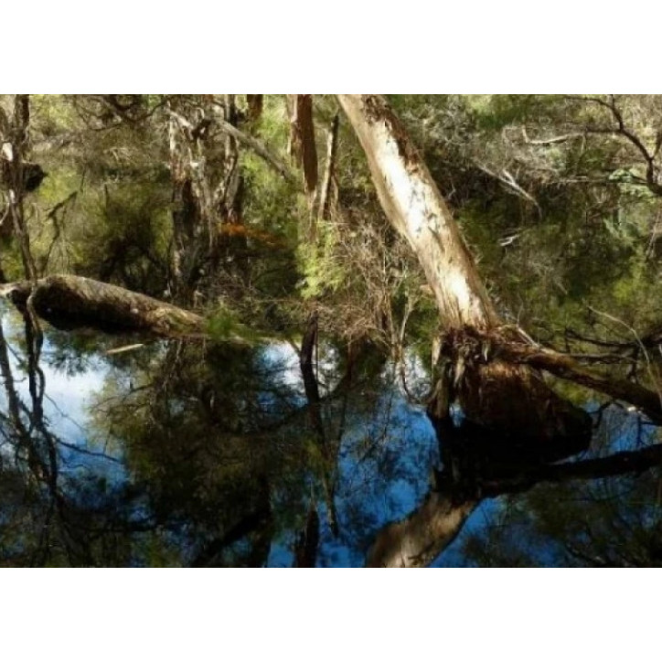 Yambago Swamp