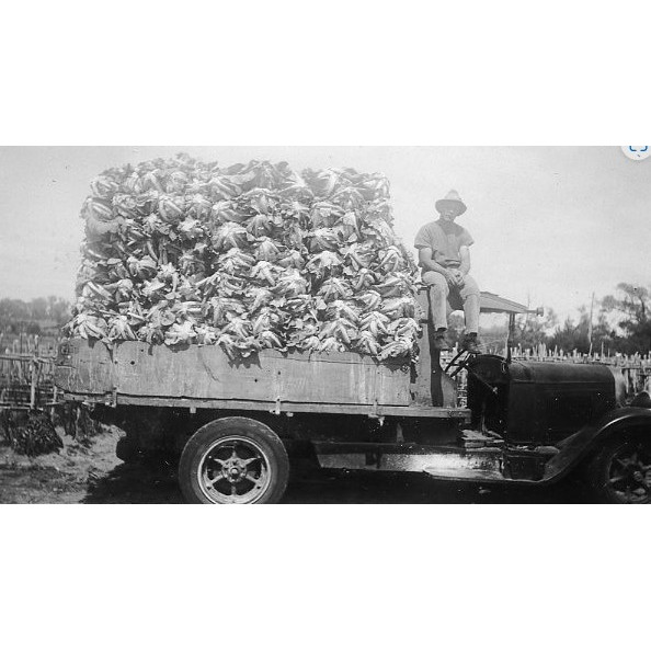 Schultz family collection