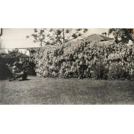 Wysteria vine along fence at back of 64 John Street Inglewood c1940