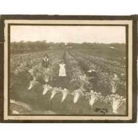 William, Doris and George Edwards in a celery field in Osborne Park