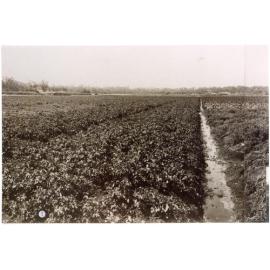 William Edward Robinson's market garden