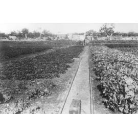 William Edward Robinson's market garden in Osborne Park