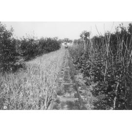 Market garden trolley tracks at William Edward Robinson's market garden