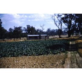 Trevor Arbuckle's house on the Arbuckle property