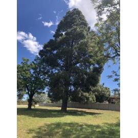Trees planted by Alan Maddox's mother 