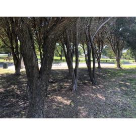 Trees at entrance to Alexander Park