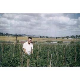 Tomato crop on the Schultz property on North Beach Road in Gwelup