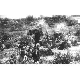 The Maylands State School vegetable garden