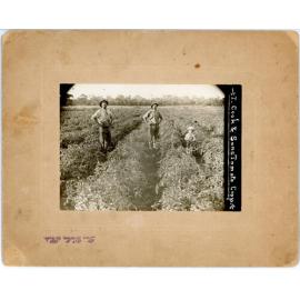 T. Cook and Sons tomato crop