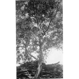 Roy Schultz about to prune a tree at Balcatta