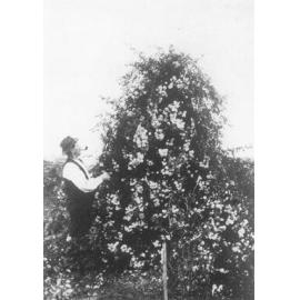 Roselea Nursery in Osborne Park 1914