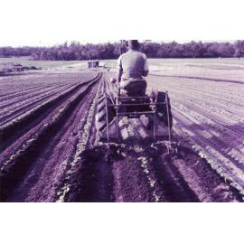 Roger turning the soil on the Arbuckle family's market garden in Gwelup