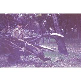 Roger collecting wood in on the Arbuckle family market garden