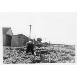 Rodin family - Sundercombe Street Osborne Park market garden